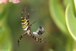 wp-content/uploads/galleries/nature/DSC00364 s.jpg