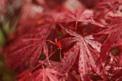 wp-content/uploads/galleries/nature/DSC00884 s.jpg