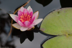 wp-content/uploads/galleries/nature/DSC00902 s.jpg