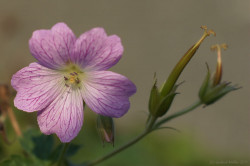 wp-content/uploads/galleries/nature/DSC03554 s.jpg