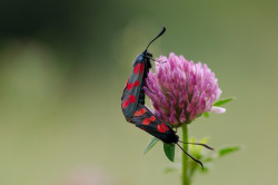 wp-content/uploads/galleries/nature/DSC03958 s.jpg