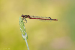 wp-content/uploads/galleries/nature/DSC05783 s.jpg