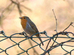 wp-content/uploads/galleries/nature/DSC06228 -2 s.jpg