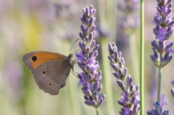 wp-content/uploads/galleries/nature/DSC06476 s.jpg