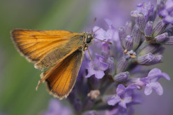 wp-content/uploads/galleries/nature/DSC06514 s.jpg