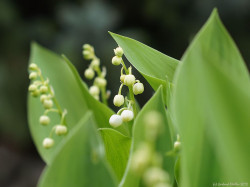 wp-content/uploads/galleries/nature/DSC06937 s.jpg