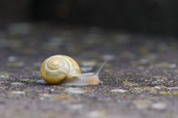 wp-content/uploads/galleries/nature/DSC08090 s.jpg