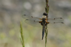 wp-content/uploads/galleries/nature/DSC08499 s 500px.jpg