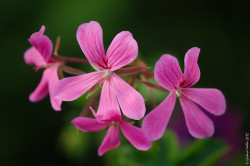 wp-content/uploads/galleries/nature/DSC08639_v2 s.jpg