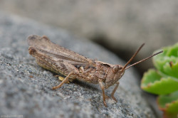 wp-content/uploads/galleries/nature/DSC09720 s.jpg