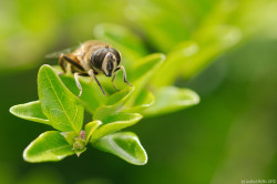 wp-content/uploads/galleries/nature/DSC09906 s.jpg