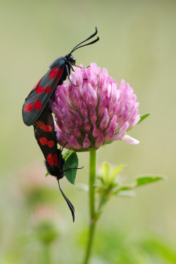 wp-content/uploads/galleries/nature/_DSC04002 s.jpg