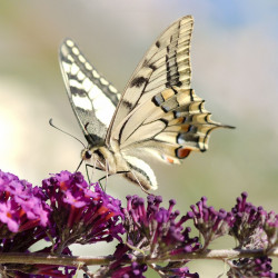 wp-content/uploads/galleries/nature/_DSC04207 s.jpg